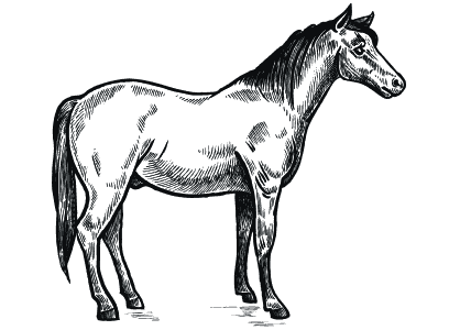 Animales de la granja para colorear. Dibujo de un caballo.