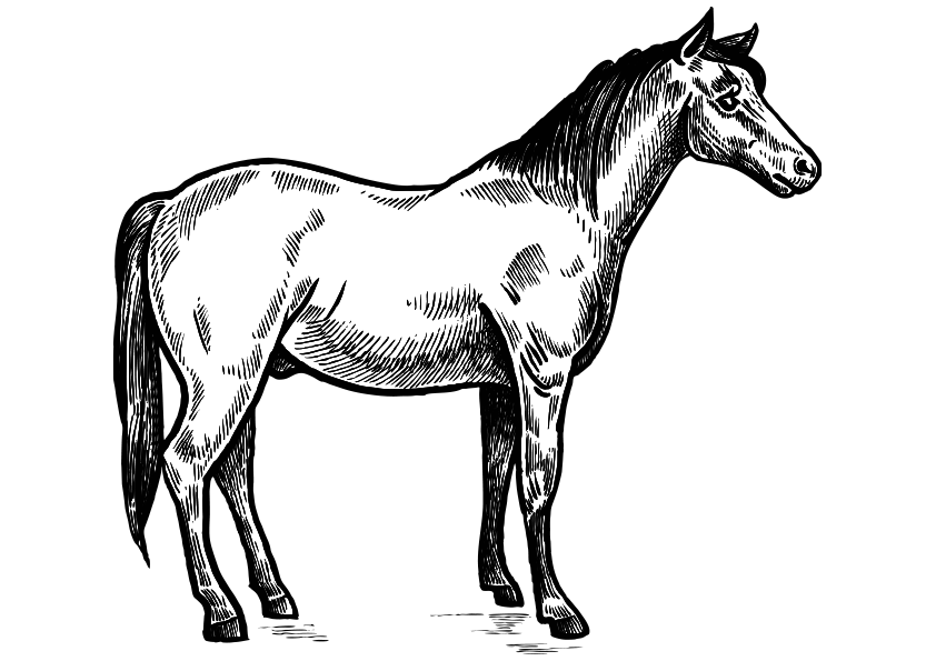 Dibujo de un caballo, caballo para colorear