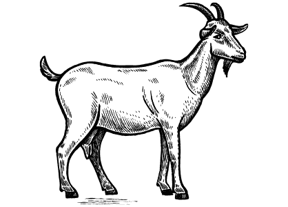 Animales de la granja para colorear. Dibujo de una cabra.