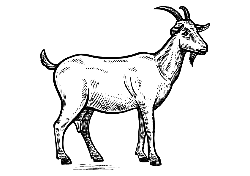 Dibujos de animales de la granja para colorear. Dibujo de una cabra para colorear. Dibujo de una cabra para pintar. Dibujo de una cabra para imprimir. Dibujo de una cabra para descargar. Animals coloring pages, coloring a goat. A goat coloring page. Drawing of a goat. Farm Animals Coloring Pages.