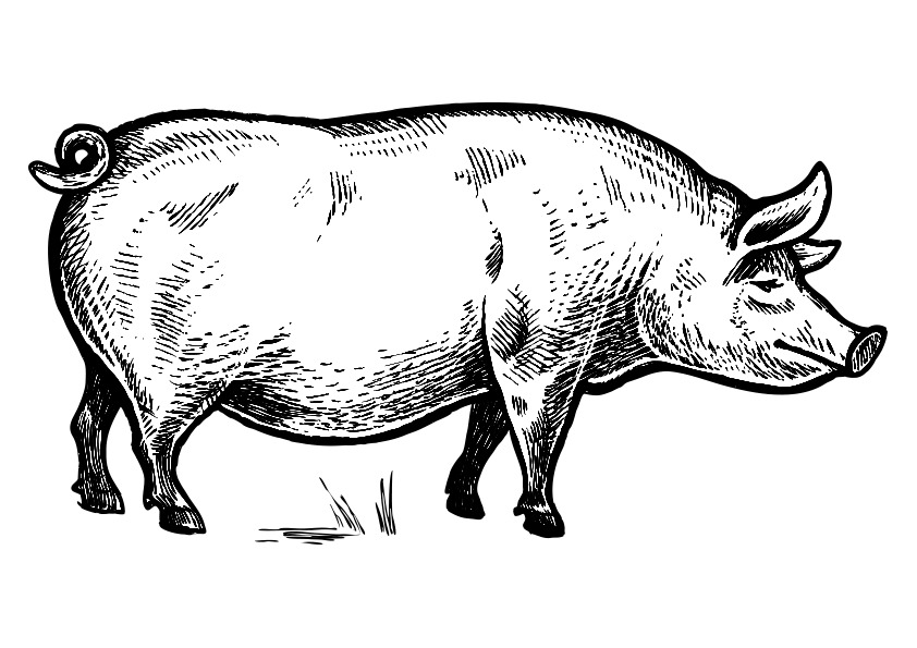 Dibujo de un cerdo, dibujo de un cerdo para colorear