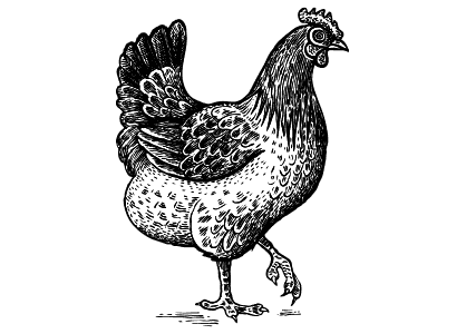 Animales de la granja para colorear. Dibujo de una gallina.