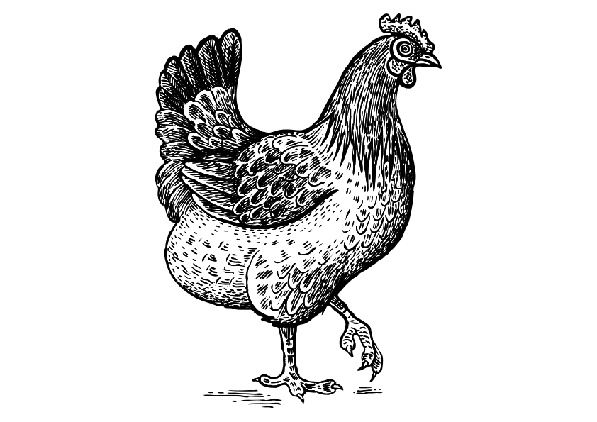 Dibujos de animales de la granja para colorear, dibujo de una gallina
