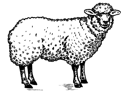 Animales de la granja para colorear. Dibujo de una oveja.