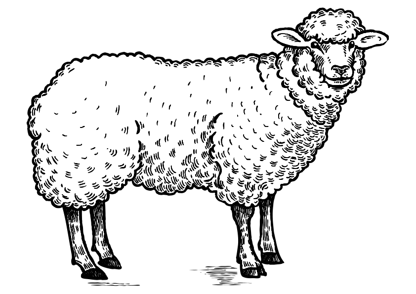 Dibujos de animales de la granja para colorear, dibujo de una oveja