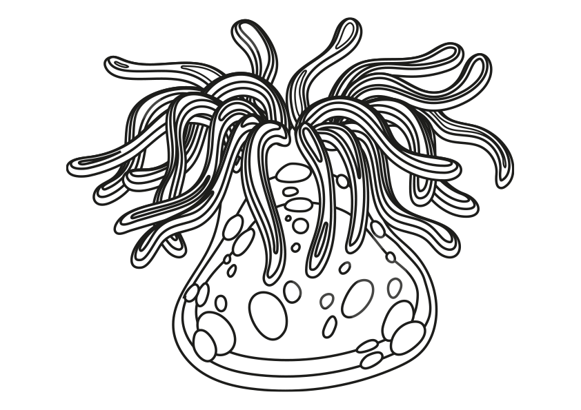 Dibujos de animales invertebrados para colorear. Dibujo para descargar de una anémona marina. Dibujo para imprimir de una anémona. Animals coloring pages, coloring a anemone. A anemone coloring page