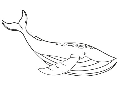 Dibujos para colorear de animales marinos, dibujos de animales marinos para  imprimir y pintar