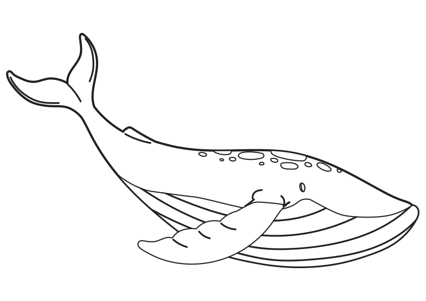 Dibujos de animales marinos para colorear. Dibujo de una ballena para colorear. Dibujo de una ballena para pintar. Dibujo de una ballena para imprimir. Dibujo de una ballena para descargar. Animals coloring pages, coloring a whale. A whale coloring page. Drawing of a whale. Sea animals Coloring Pages.
