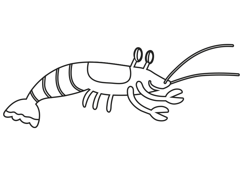 Dibujos de animales marinos para colorear. Dibujo de una gamba para colorear. Dibujo de una gamba para pintar. Dibujo de una gamba para imprimir. Dibujo de una gamba para descargar. Animals coloring pages, coloring a prawn. A prawn coloring page. Drawing of a prawn. Sea animals Coloring Pages.