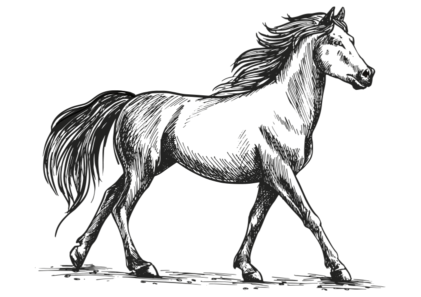 Dibujo de un caballo caminando para colorear. Drawing of a horse walking.