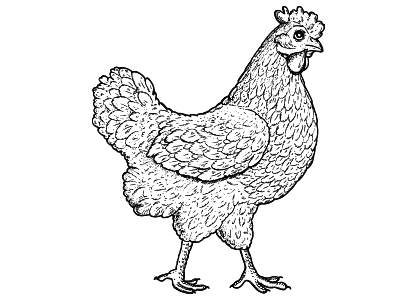 Dibujos de animales para colorear una gallina