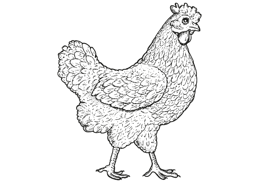 Dibujos de animales para colorear una gallina. Dibujo de una gallina. Animals coloring pages, coloring a hen. A hen coloring page. Drawing of a hen.