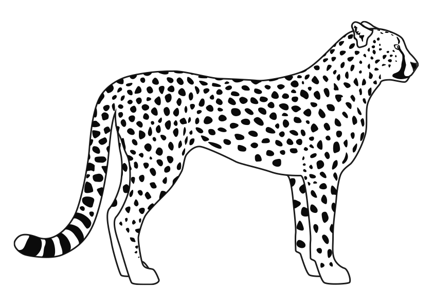 Dibujos de animales para colorear un leopardo. Dibujo de un leopardo de perfil. Animals coloring pages, coloring a leopard. A side view of a leopard coloring page. Drawing of a leopard..