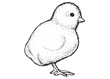 Dibujos de animales para colorear un pollito