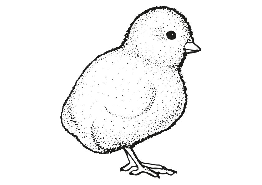 Dibujo para colorear un pollito. Dibujo de un pollito. Animals coloring pages, coloring a chicken. A chicken coloring page. Drawing of a chicken