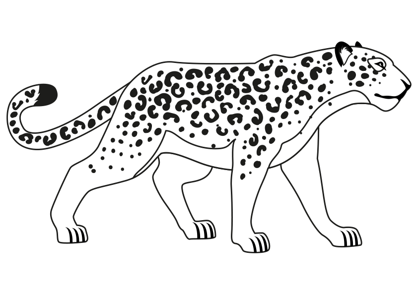 Dibujo de un puma para colorear. A cougar coloring page.