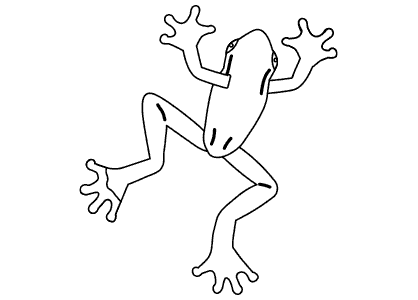 Dibujo de animales para colorear. Dibujo de una rana en vista cenital