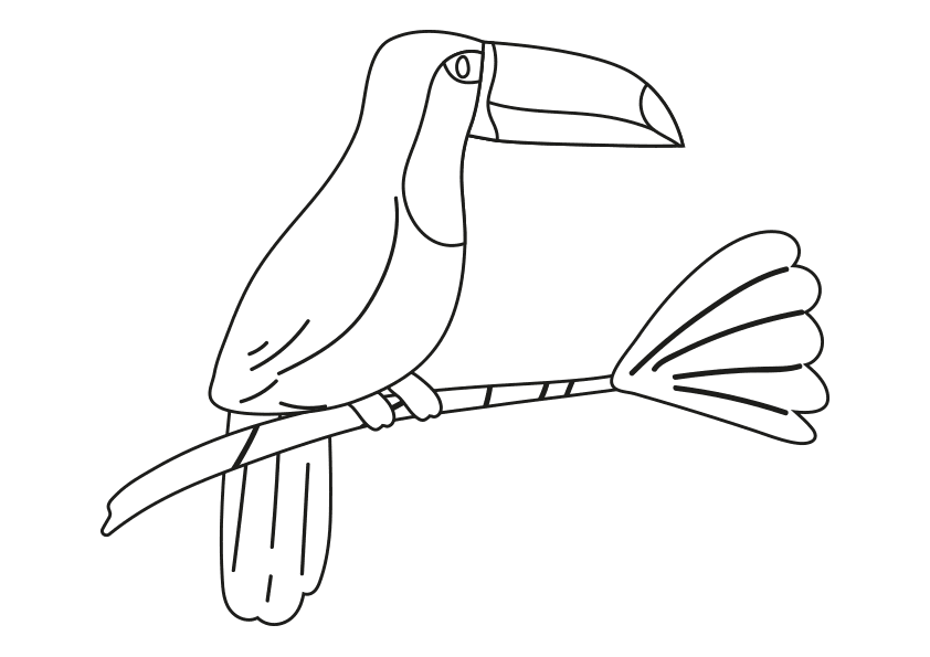 Dibujo colorear un ave tucán en una rama. Coloring a toucan stand on a  branch.