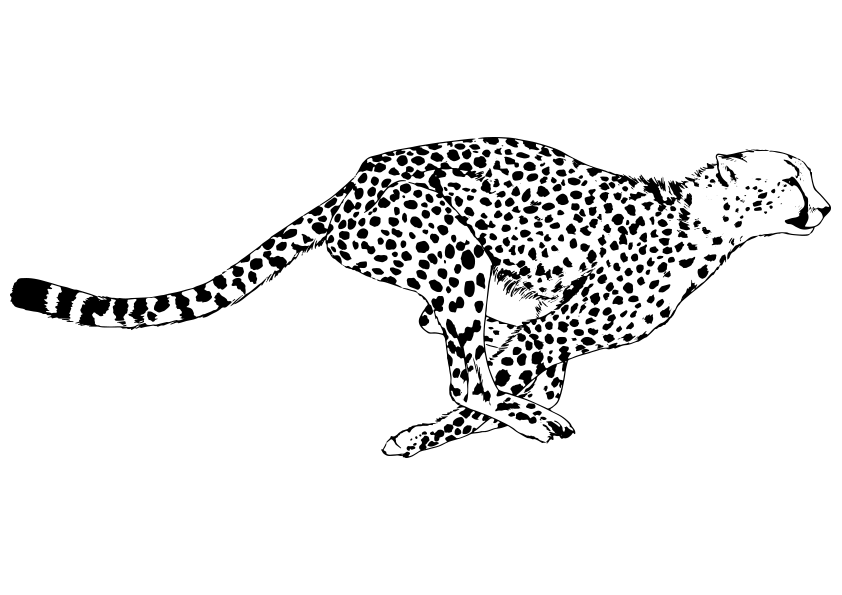 Dibujos de animales para colorear un guepardo corriendo. Dibujo de un guepardo. Animals coloring pages, coloring a cheetah. A Cheetah coloring page. Drawing of a running cheetah.