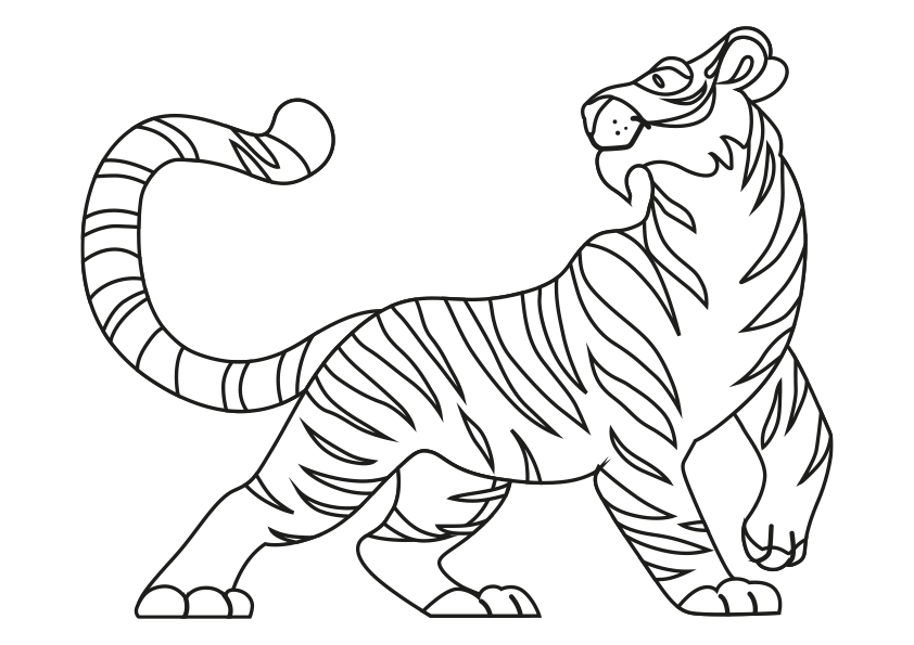 Dibujos de animales para colorear un tigre de bengala girándose. Dibujo de un tigre. Animals coloring pages, coloring a tiger. A bengal tiger coloring page