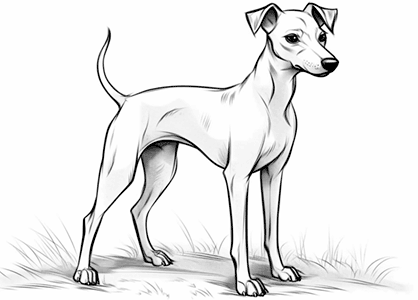 Dibujo de un elegante perro de raza Whippet para colorear