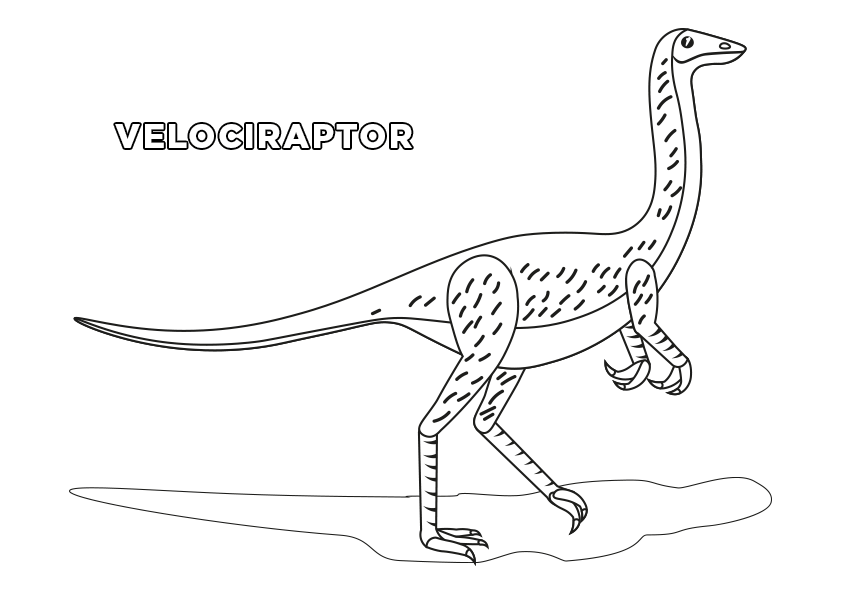 Dibujo dinosaurio velociraptor para colorear