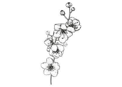 Dibujo para colorear flores de cerezo nº 3. Open cherry flower coloring page number three.