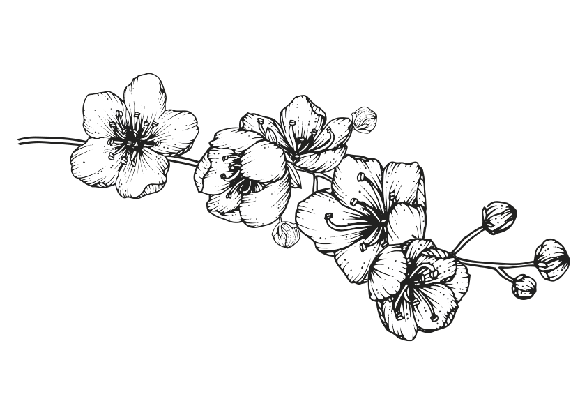 Dibujo para colorear flores de cerezo número 3