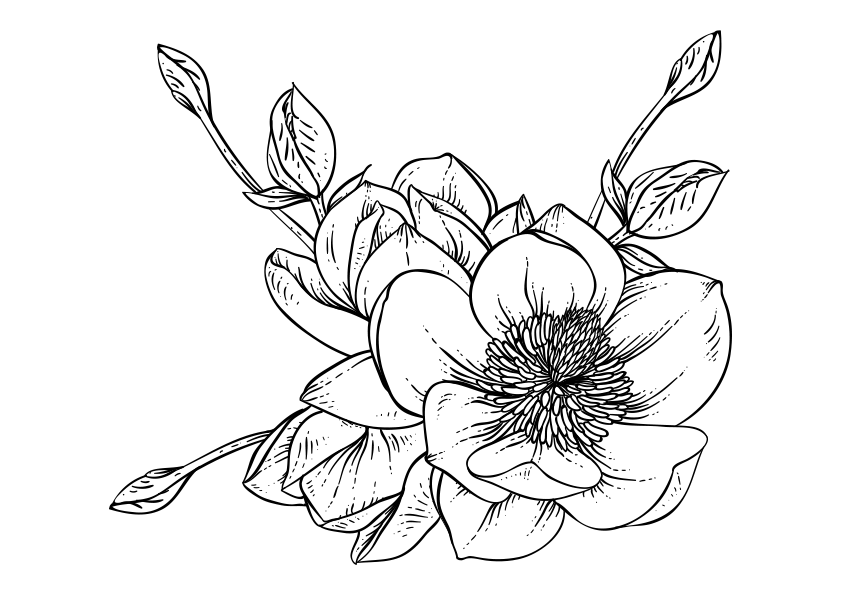 Dibujo para colorear una flor de magnolia, número 1