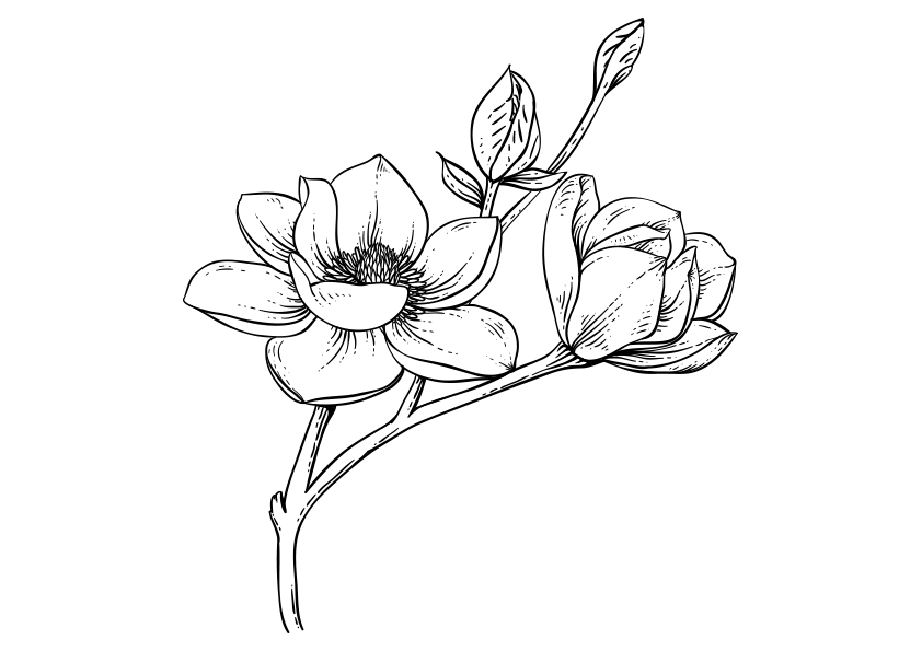 Dibujo para colorear una flor de magnolia número 2