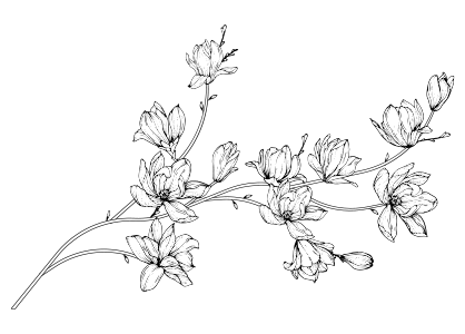 Dibujo para colorear de una flor de magnolia nº 3