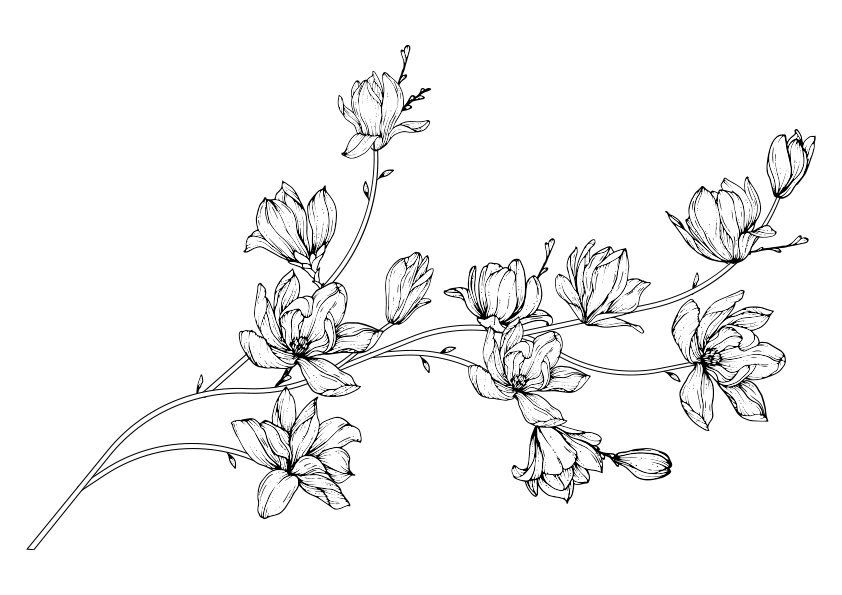 Dibujo para colorear una flor de magnolia número 3