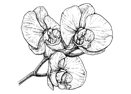 Dibujo para colorear flores, dibujar flor de orquidea número 1. Orchid coloring page number one.