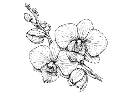 Dibujo para colorear flores, dibujar flor de orquidea número 2