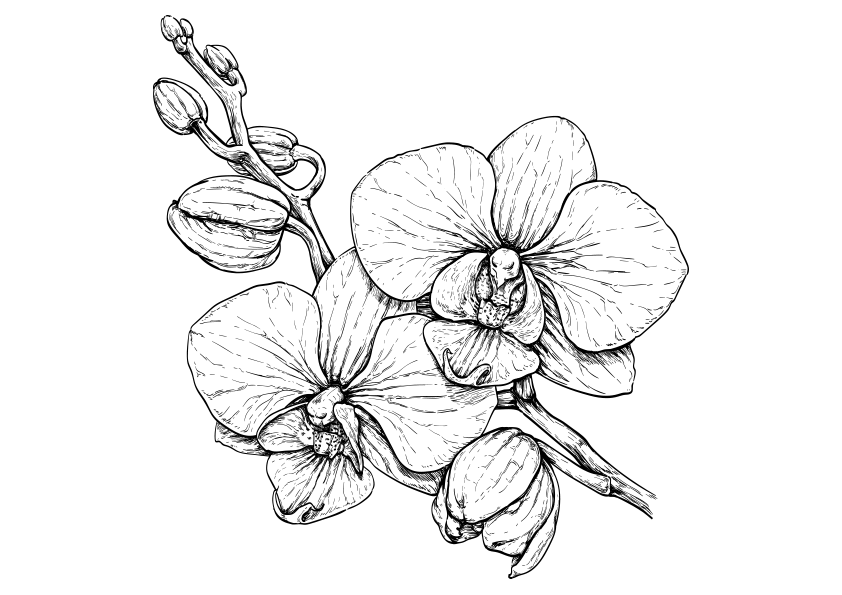 Dibujo para colorear una flor de orquidea número 2. Orchid coloring page 2.