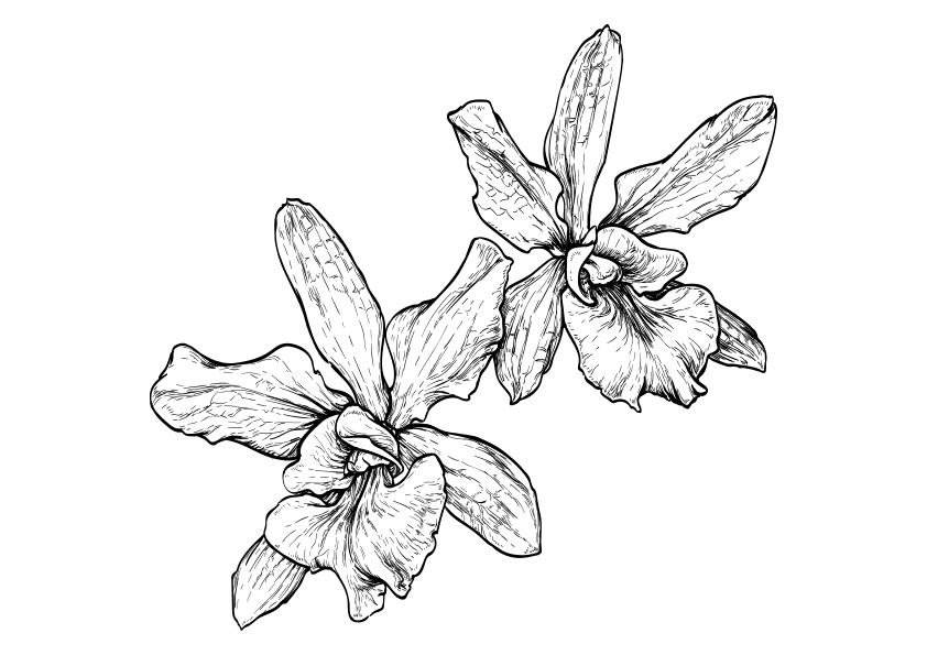 Dibujo para colorear una flor de orquidea número 3. Orchid coloring page 3.
