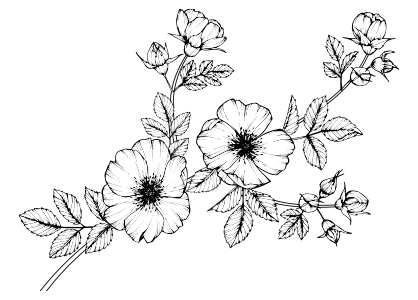 Dibujos colorear flores pintar, flowers coloring pages