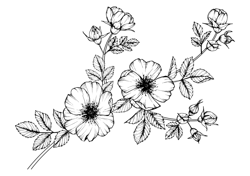 Dibujo colorear flores silvestres, wild roses flowers coloring page