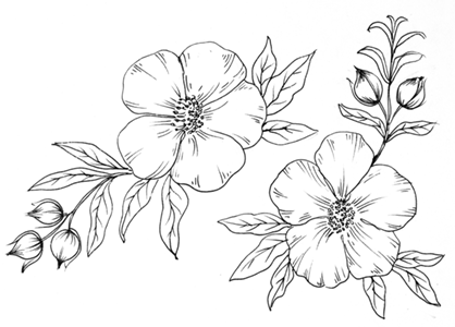 Dibujo para colorear flor rosa de la roca. A rockrose, Montpellier cistus flower coloring page.